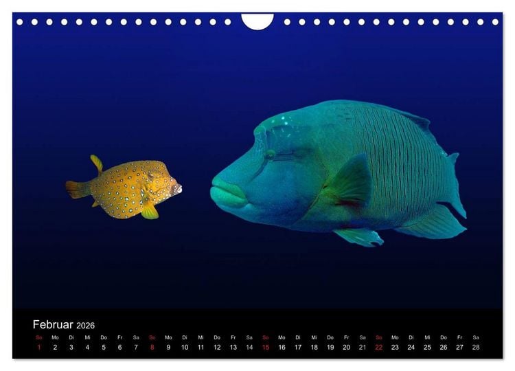 Produktbild: Tr&auml;ume unter Wasser (Wandkalender 2026 DIN A4 quer), CALVENDO Monatskalender