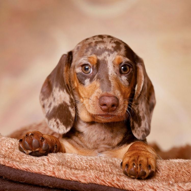 Produktbild: Dackel / Dachshund 2027