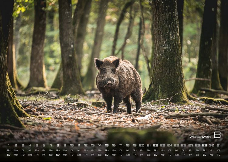 Produktbild: Waldtiere - Heimische Waldbewohner - Der Tierkalender - 2027 - Kalender DIN A3
