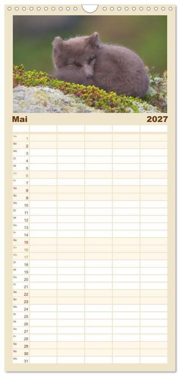 Produktbild: Familienplaner 2027 - Polarfuchs-Welpen mit 5 Spalten (Wandkalender, 21 x 45 cm) CALVENDO