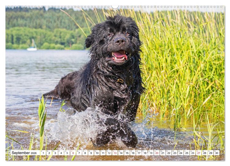 Produktbild: Neufundl&auml;nder - Das Wasser ist ihr Element (hochwertiger Premium Wandkalender 2026 DIN A2 quer), Kunstdruck in Hochglanz