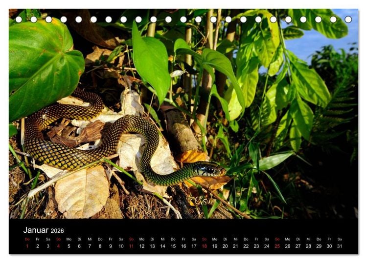 Produktbild: Schlangen (Tischkalender 2026 DIN A5 quer), CALVENDO Monatskalender