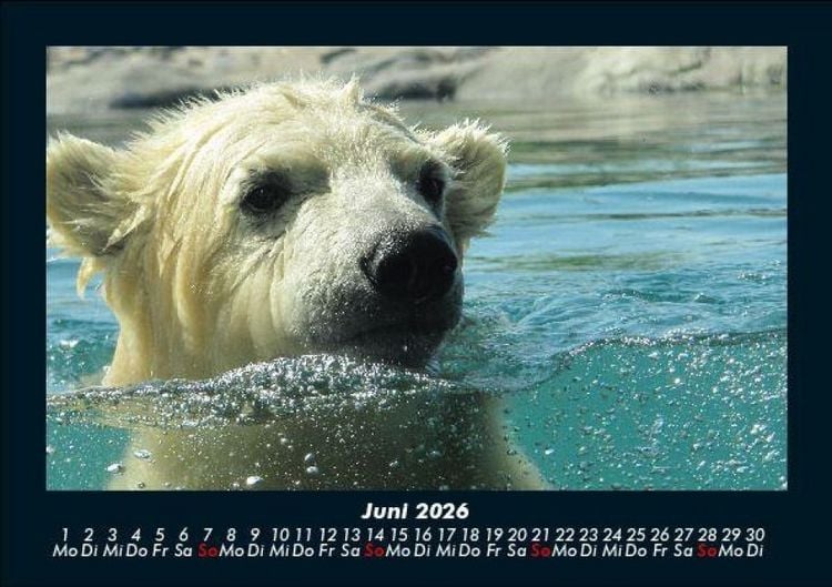 Produktbild: Eisb&auml;ren 2026 Fotokalender DIN A5