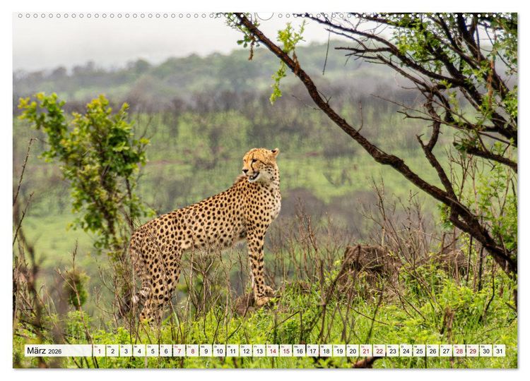 Produktbild: S&uuml;dafrika - Landschaft voller Vielfalt und Sch&ouml;nheit (hochwertiger Premium Wandkalender 2026 DIN A2 quer), Kunstdruck in Hochglanz