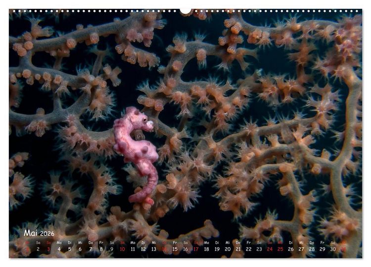 Produktbild: Hippocampus oder einfach nur Seepferdchen (Wandkalender 2026 DIN A2 quer), CALVENDO Monatskalender