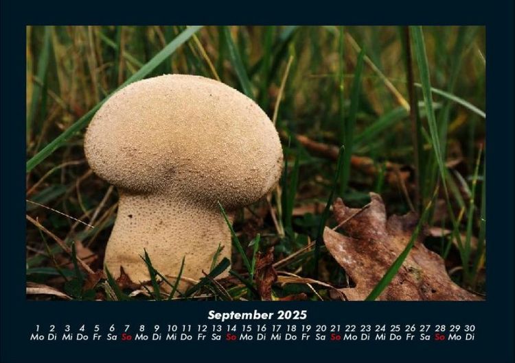 Produktbild: Pilzkalender 2025 Fotokalender DIN A4
