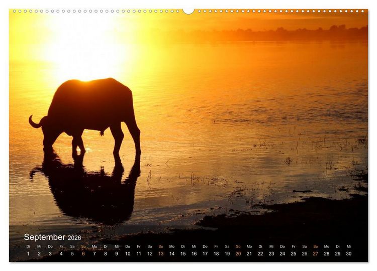 Produktbild: Botswana Wildlife (hochwertiger Premium Wandkalender 2026 DIN A2 quer), Kunstdruck in Hochglanz