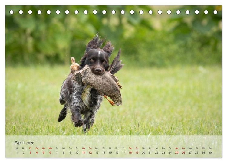 Produktbild: Treue Jagdgef&auml;hrten Der kleine M&uuml;nsterl&auml;nder (Tischkalender 2026 DIN A5 quer), CALVENDO Monatskalender