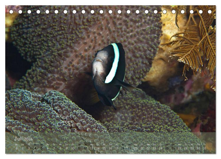 Produktbild: Anemonenfische - Streitbare Gesellen (Tischkalender 2026 DIN A5 quer), CALVENDO Monatskalender