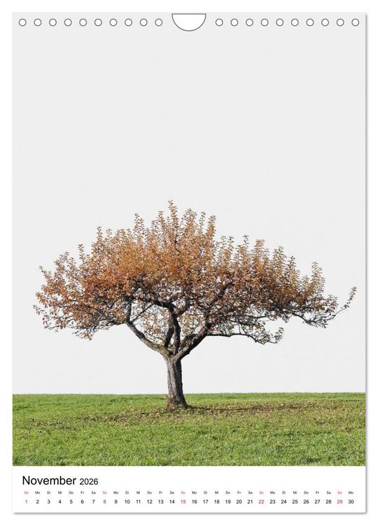 Produktbild: B&auml;ume (Wandkalender 2026 DIN A4 hoch), CALVENDO Monatskalender