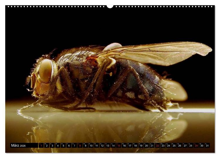 Produktbild: Insekten &bull; Bizarre Naturwunder (Wandkalender 2026 DIN A2 quer), CALVENDO Monatskalender