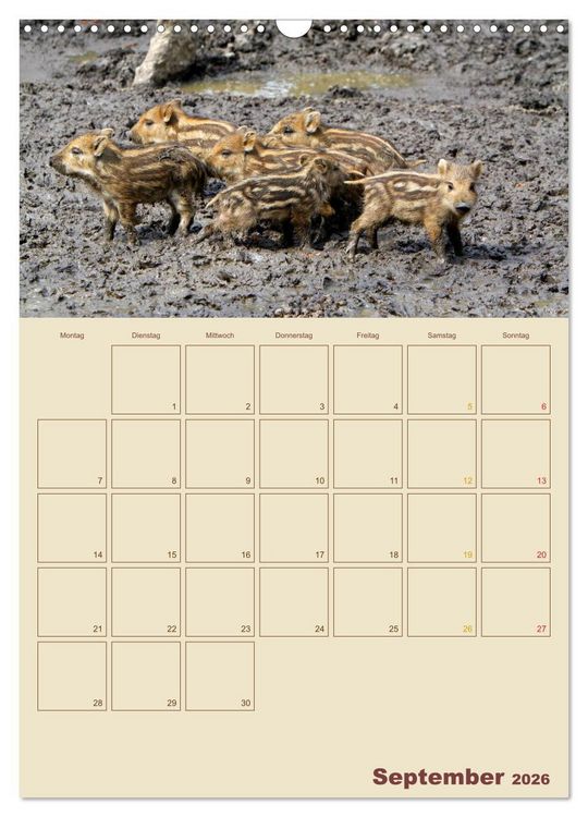 Produktbild: Wildschweine (Wandkalender 2026 DIN A3 hoch), CALVENDO Monatskalender