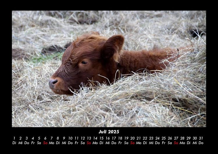 Produktbild: Kuhkalender 2025 Fotokalender DIN A3