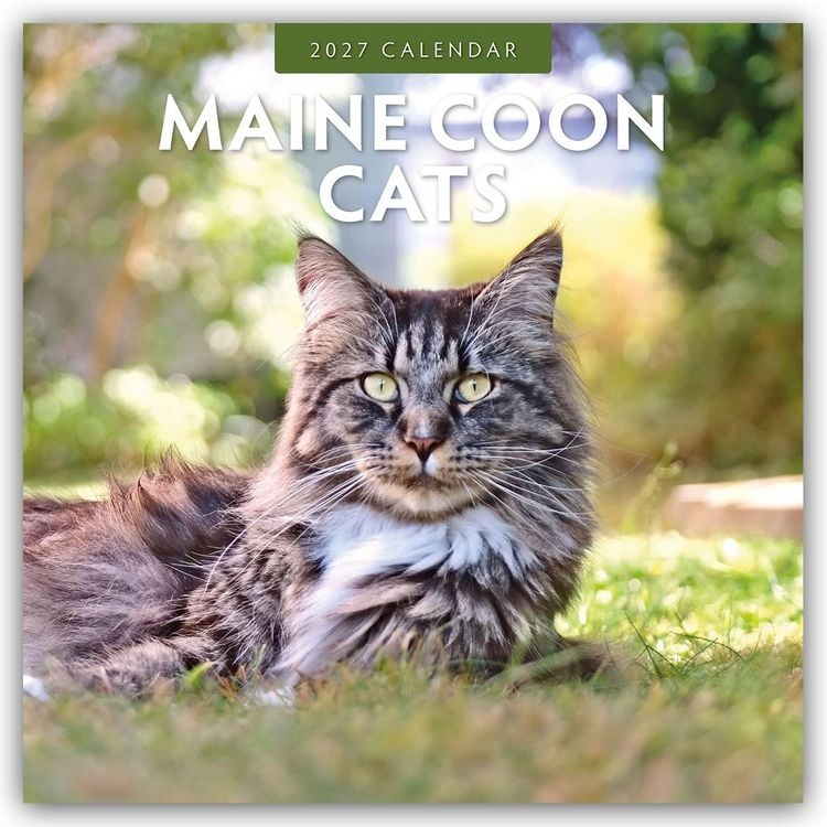 Produktbild: Maine Coon Cats &ndash; Maine Coon Katzen 2027 &ndash; 16-Monatskalender