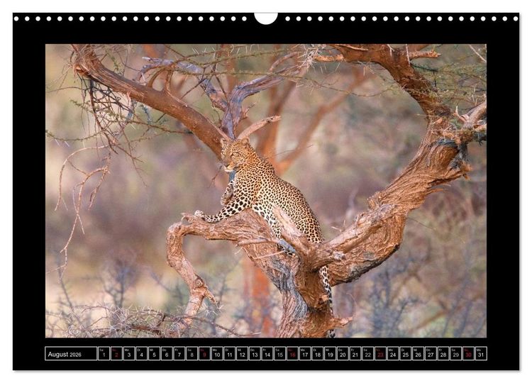 Produktbild: Afrikas Katzen (Wandkalender 2026 DIN A3 quer), CALVENDO Monatskalender