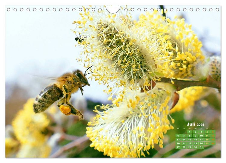 Produktbild: Ein Leben f&uuml;r den Honig - Bienen und Imker (Wandkalender 2026 DIN A4 quer), CALVENDO Monatskalender