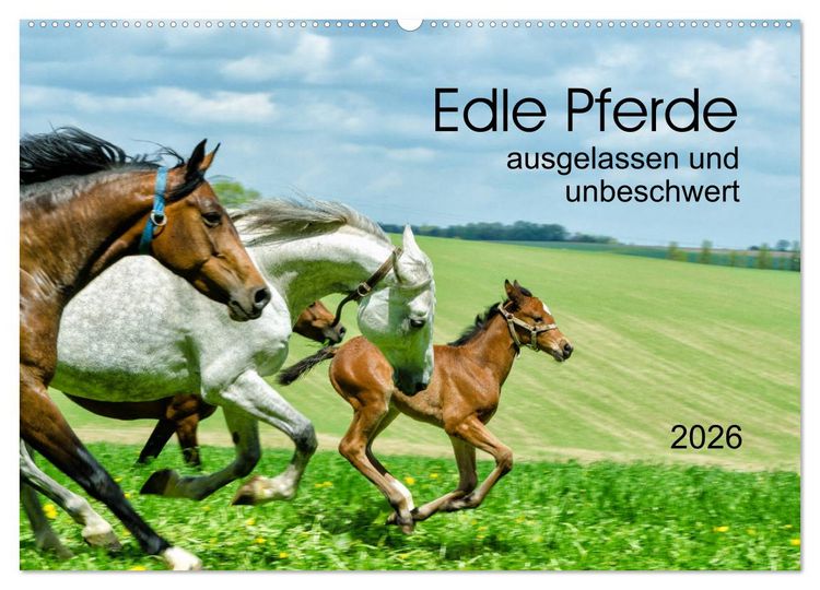 Produktbild: Edle Pferde - ausgelassen und unbeschwert (Wandkalender 2026 DIN A2 quer), CALVENDO Monatskalender