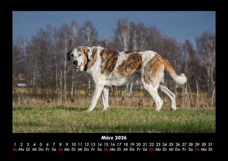 Produktbild: Hundezauber 2026 Fotokalender DIN A3
