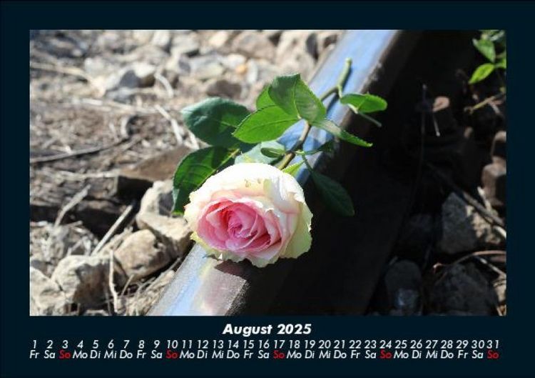 Produktbild: Rosentraum 2025 Fotokalender DIN A5