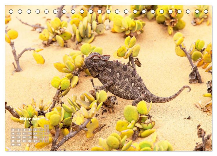 Produktbild: Cham&auml;leon: Die farbenfrohe Welt der Reptilien (Tischkalender 2026 DIN A5 quer), CALVENDO Monatskalender