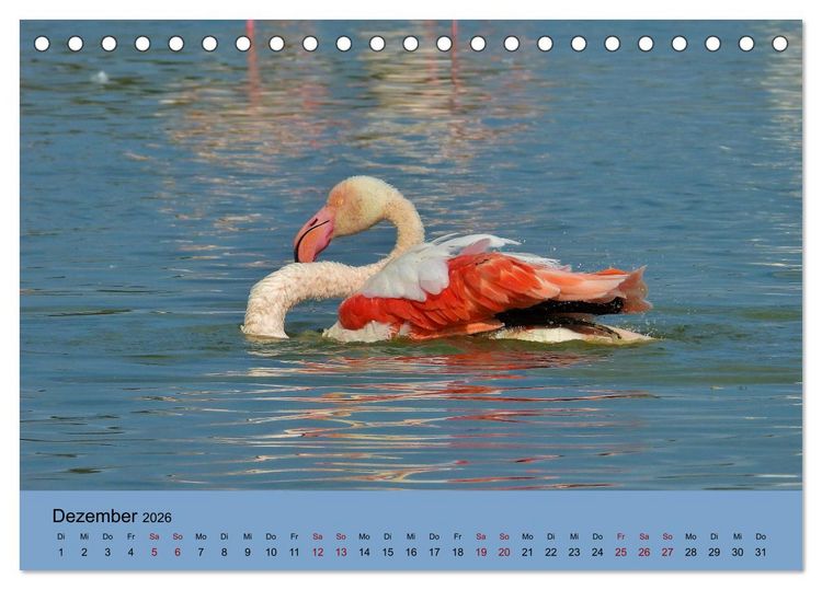 Produktbild: Flamingo und Co - Faszinierende Vogelwelt S&uuml;dfrankreichs (Tischkalender 2026 DIN A5 quer), CALVENDO Monatskalender