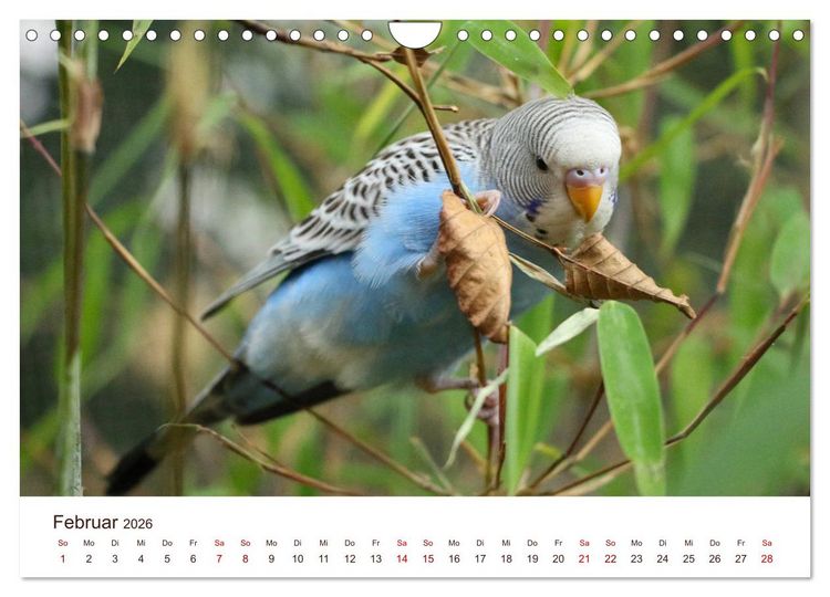 Produktbild: Wellensittiche - der NEUE Kalender (Wandkalender 2026 DIN A4 quer), CALVENDO Monatskalender