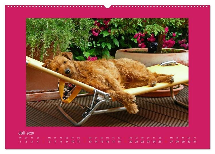 Produktbild: Kelly, der Irish Terrier - innen und au&szlig;en aus Gold (hochwertiger Premium Wandkalender 2026 DIN A2 quer), Kunstdruck in Hochglanz