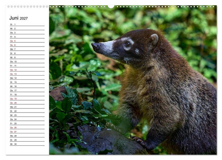 Produktbild: Costa Rica &ndash; Tierparadies im Regenwald (Wandkalender 2027 DIN A2 quer), CALVENDO Monatskalender