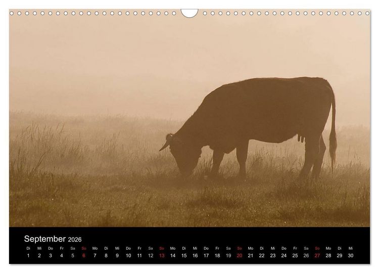 Produktbild: K&uuml;he 2026 (Wandkalender 2026 DIN A3 quer), CALVENDO Monatskalender