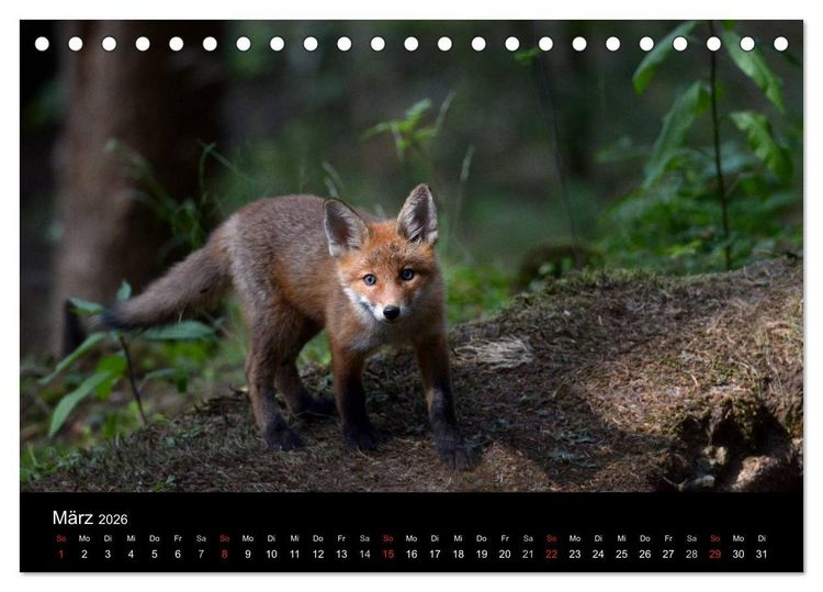 Produktbild: Ein Blick in Reinekes Kinderstube (Tischkalender 2026 DIN A5 quer), CALVENDO Monatskalender
