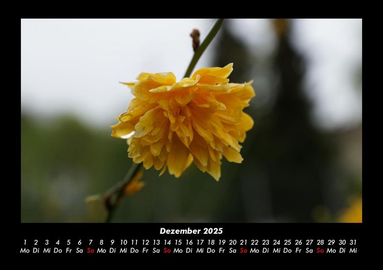 Produktbild: Blumenzauber 2025 Fotokalender DIN A3