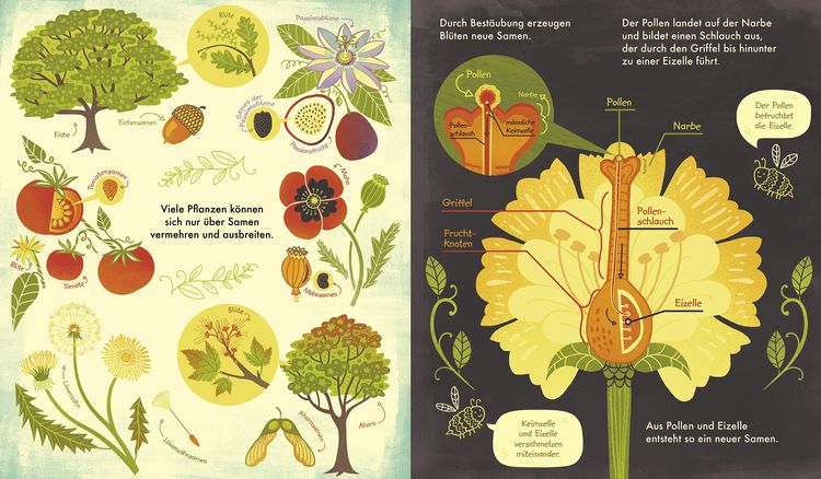 Produktbild: Das Wunder einer Blume - Warum Blumen und Pflanzen so wichtig sind