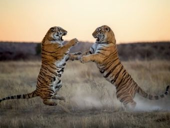 Produktbild: CALVENDO Puzzle Tiger | 1000 Teile Lege-Gr&ouml;&szlig;e 64x48cm Foto-Puzzle f&uuml;r gl&uuml;ckliche Stunden