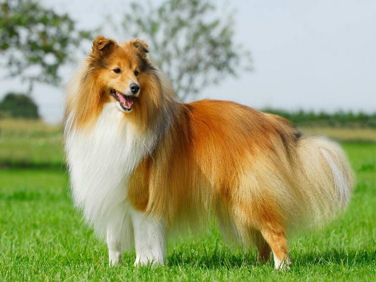 Produktbild: CALVENDO Puzzle Ein Motiv aus dem Kalender Sheltie 2017 | 1000 Teile Lege-Gr&ouml;&szlig;e 64x48cm Foto-Puzzle f&uuml;r gl&uuml;ckliche Stunden