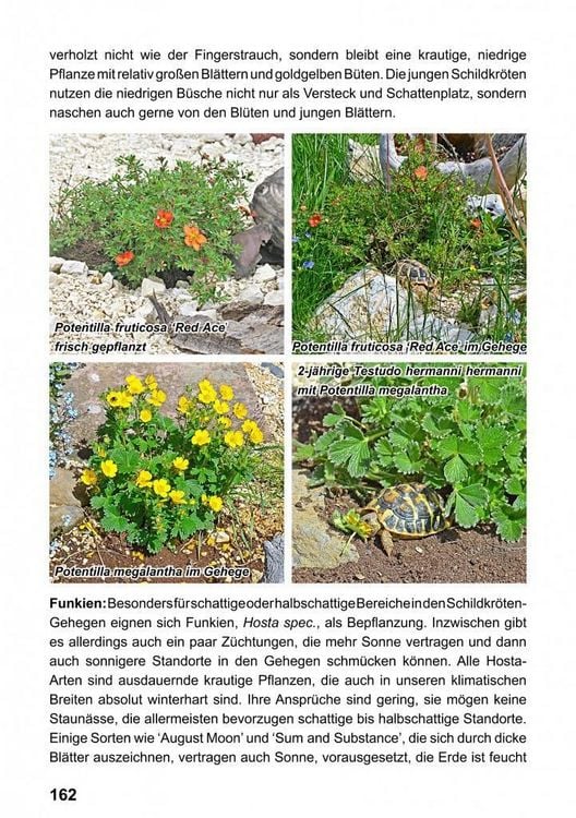 Produktbild: Landschildkr&ouml;ten-Freilandanlagen