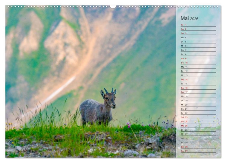 Produktbild: Bergk&ouml;nige - Steinb&ouml;cke im Blickpunkt der Naturfotografie (Wandkalender 2026 DIN A2 quer), CALVENDO Monatskalender