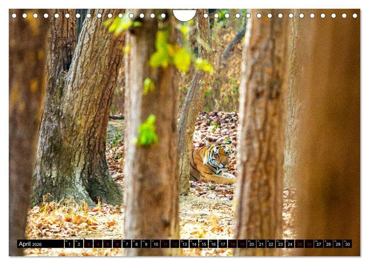 Produktbild: Indien - Im Reich des Tigers (Wandkalender 2026 DIN A4 quer), CALVENDO Monatskalender
