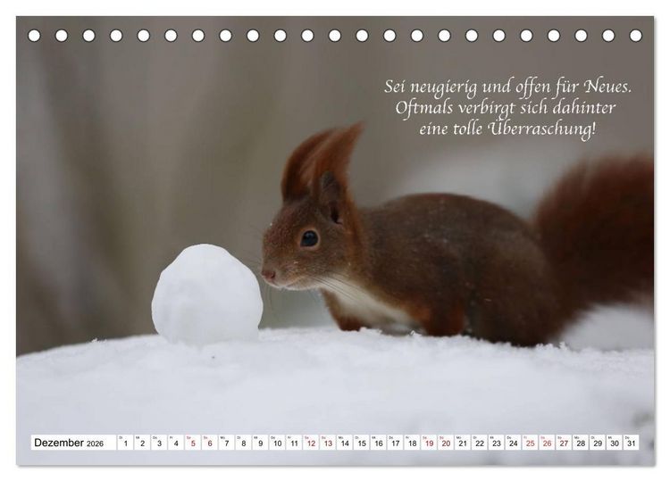 Produktbild: Tipps von Eichh&ouml;rnchen an Eichh&ouml;rnchenliebhaber (Tischkalender 2026 DIN A5 quer), CALVENDO Monatskalender