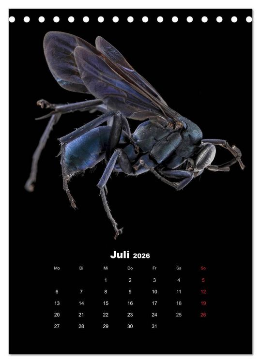Produktbild: Schillernde Insektenwelt (Tischkalender 2026 DIN A5 hoch), CALVENDO Monatskalender
