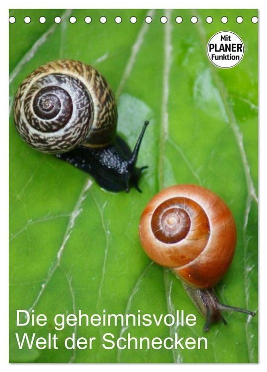 Produktbild: Die geheimnisvolle Welt der Schnecken (Tischkalender 2026 DIN A5 hoch), CALVENDO Monatskalender