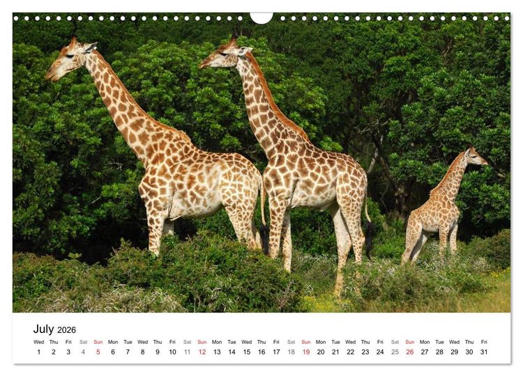 Produktbild: Port Elizabeth - South Africa (Wall Calendar 2026 DIN A3 landscape), CALVENDO 12 Month Wall Calendar