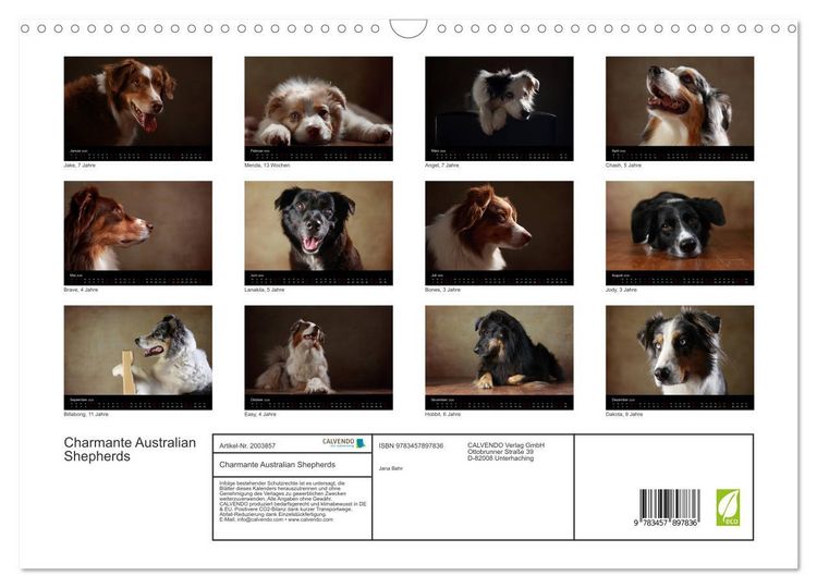 Produktbild: Charmante Australian Shepherds (Wandkalender 2026 DIN A3 quer), CALVENDO Monatskalender