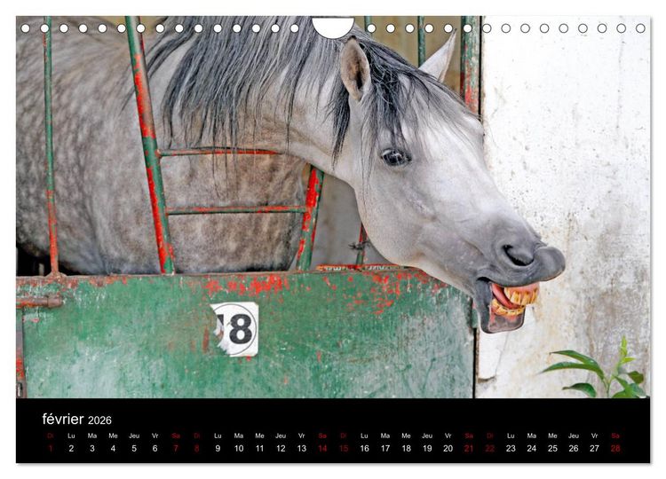 Produktbild: Les chevaux du Maroc (Calendrier mural 2026 DIN A4 vertical), CALVENDO calendrier mensuel