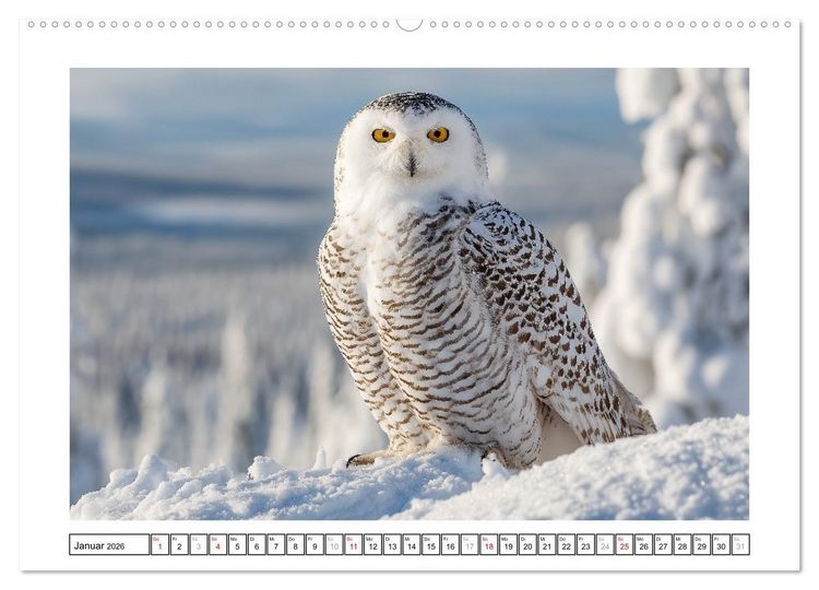 Produktbild: Eulen aus aller Welt - Faszinierende J&auml;ger der Nacht (Wandkalender 2026 DIN A2 quer), CALVENDO Monatskalender