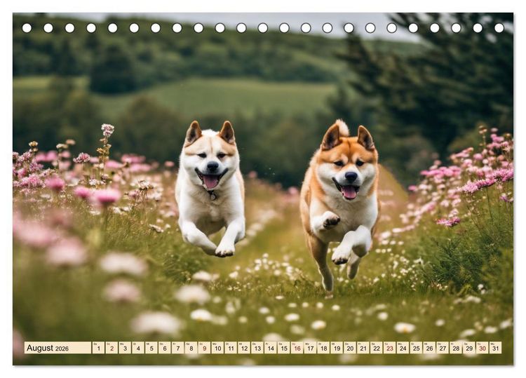 Produktbild: Akita Inu - Inbegriff der Treue (Tischkalender 2026 DIN A5 quer), CALVENDO Monatskalender