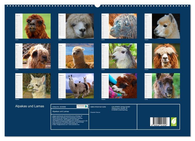 Produktbild: Alpakas und Lamas (hochwertiger Premium Wandkalender 2026 DIN A2 quer), Kunstdruck in Hochglanz