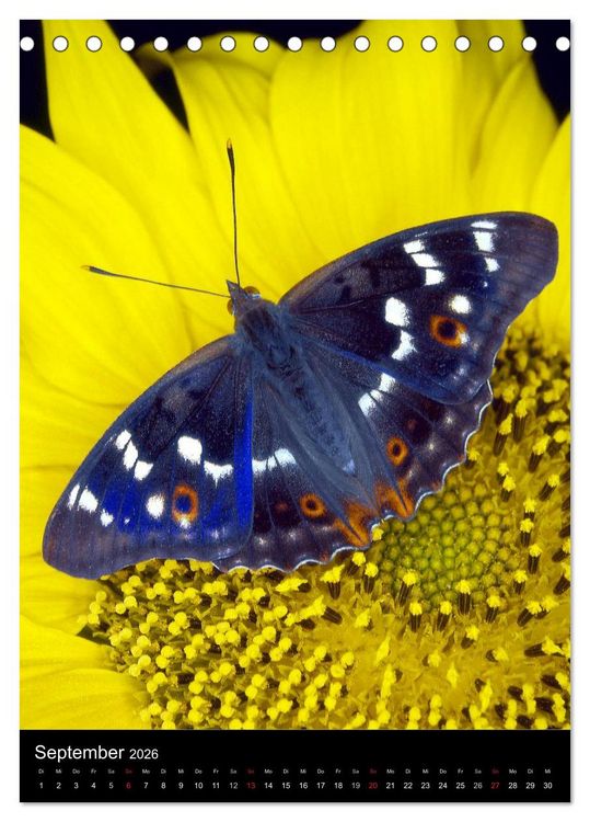 Produktbild: Schmetterlilnge und Blumen (Tischkalender 2026 DIN A5 hoch), CALVENDO Monatskalender