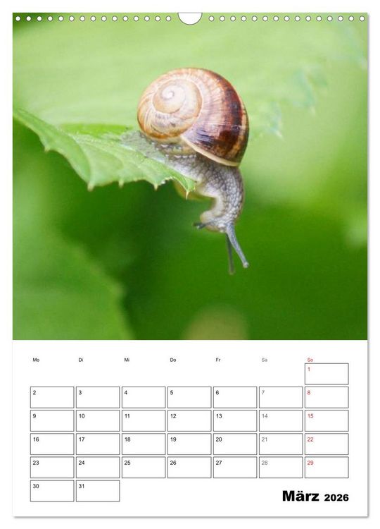 Produktbild: Die geheimnisvolle Welt der Schnecken (Wandkalender 2026 DIN A3 hoch), CALVENDO Monatskalender