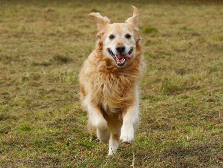 Produktbild: CALVENDO Puzzle Golden Retriever in Aktion 1000 Teile Lege-Gr&ouml;&szlig;e 64 x 48 cm Foto-Puzzle Bild von Kattobello