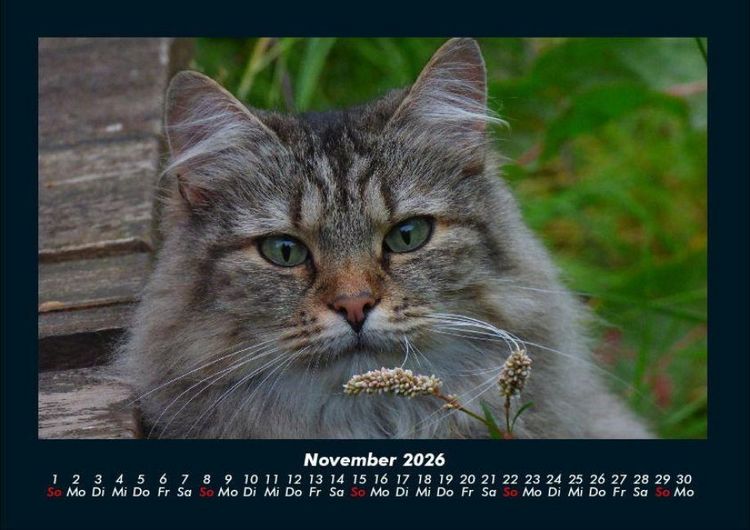 Produktbild: F&uuml;r Katzenfreunde 2026 Fotokalender DIN A4